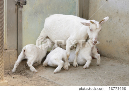 Goat mother breastfeeding a child 58773668