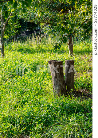 自然形象 58774029