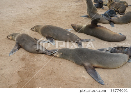 Minami Africa Fur Seals Minami Africa Fur Seals 58774091