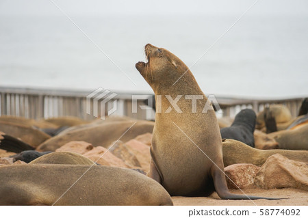 Minami Africa Fur Seals Minami Africa Fur Seals 58774092