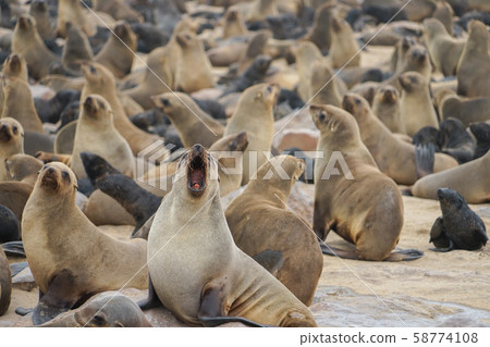 南非毛皮海豹群 南非毛皮海豹群 58774108