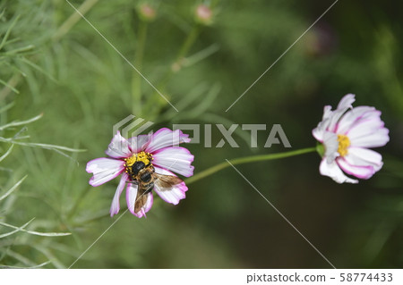 Visitors are bees Visitors are bees 58774433