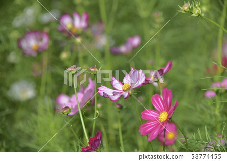 Various picoties Various picoties 58774455