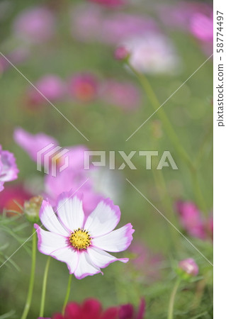 皮科蒂花 皮科蒂花 58774497