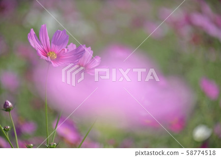 Flushing pink dream 58774518