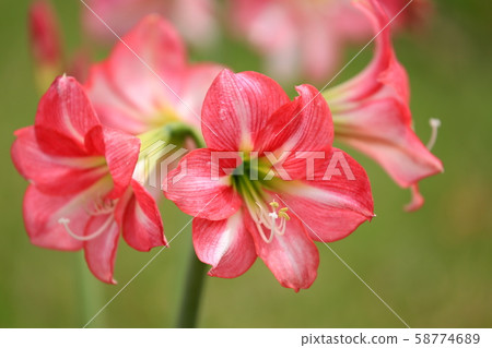 Amaryllis 58774689