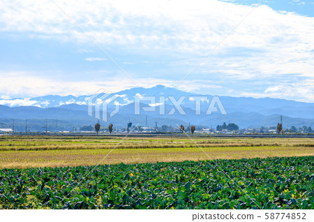Distant view of Kaga Plain and Reiho Hakusan / Broccoli field Distant view of Kaga Plain and Reiho Hakusan / Broccoli field 58774852