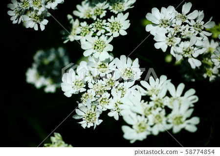 Herb coriander flowers Herb coriander flowers 58774854
