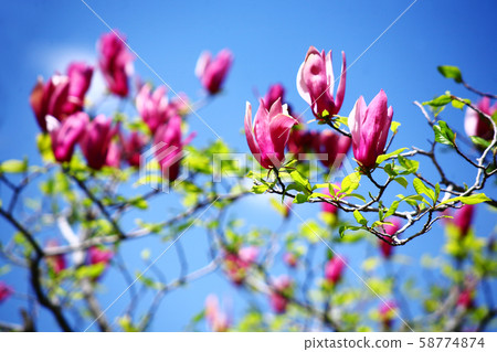 玉蘭花開在藍藍的天空 58774874