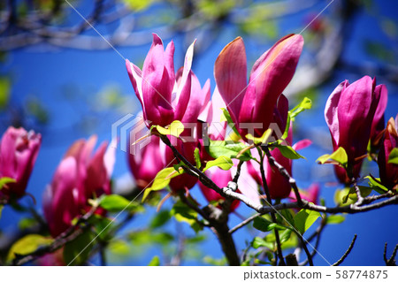Magnolia flowers blooming in the blue sky 58774875