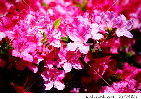 Blooming hirado azalea flowers Blooming hirado azalea flowers 58774878