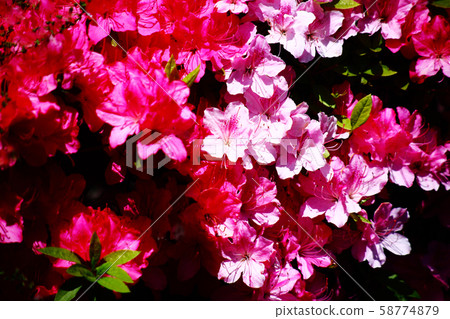 Blooming hirado azalea flowers Blooming hirado azalea flowers 58774879