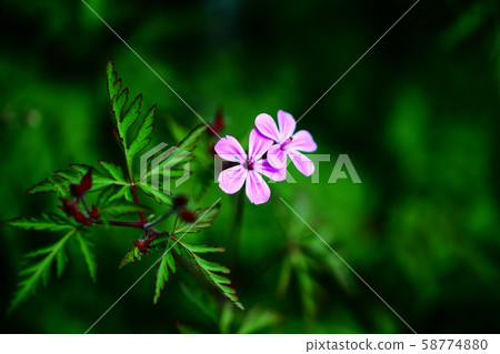 Pretty, himefuuro flower Pretty, himefuuro flower 58774880