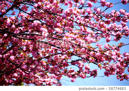 Sato cherry blossoms blooming in the blue sky Sato cherry blossoms blooming in the blue sky 58774883