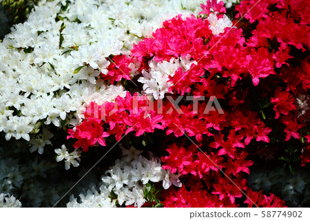 久留米杜鵑花紅色和白色的花朵 久留米杜鵑花紅色和白色的花朵 58774902