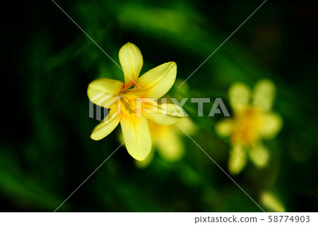虹膜虹膜花 虹膜虹膜花 58774903