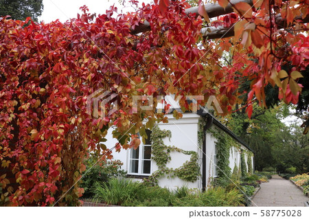 Chopin's birthplace, autumn leaves, Poland 58775028