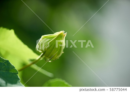 芽芽 58775044