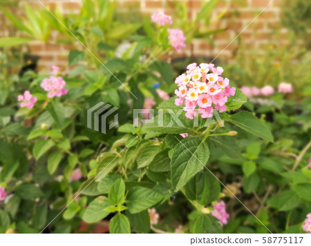 Pink flowers in the garden at evening 58775117