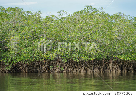 Mangrove in Corcovado National Park Mangrove in Corcovado National Park 58775303