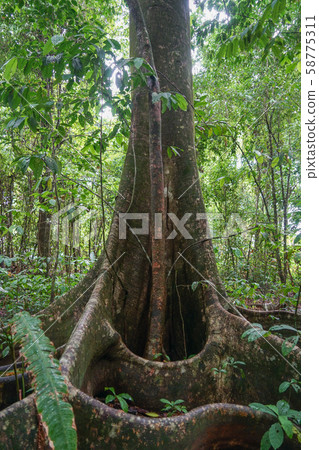 Corcovado National Park Trees Corcovado National Park Trees 58775311