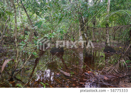 Corcovado National Park 58775333