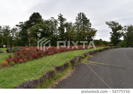 和光巨林公園科基亞的秋葉 和光巨林公園科基亞的秋葉 58775550