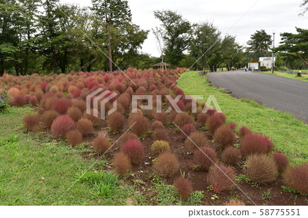 和光巨林公園科基亞的秋葉 58775551