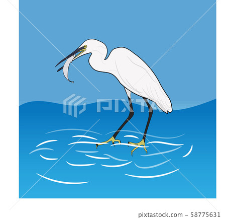 Eastern Great Egret Eating Fish In Mount Eastern Great Egret Eating Fish In Mount 58775631