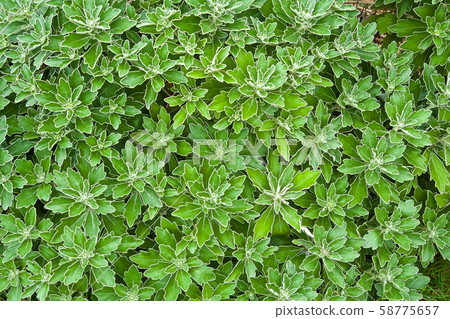 美麗的菊花葉 58775657
