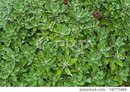 美麗的菊花葉 58775660