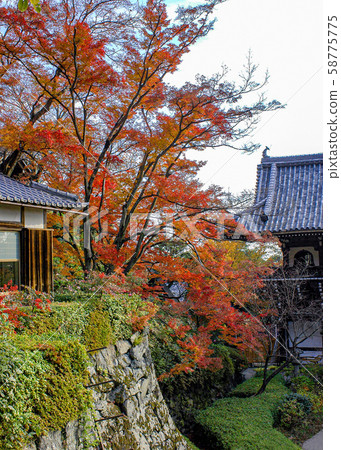 秋天的樹葉 58775775