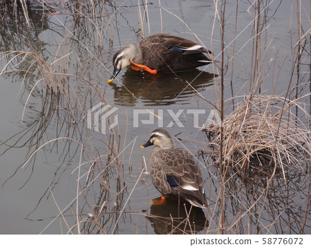 野生鳥 野生鳥 58776072