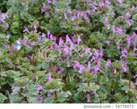 野草 野草 58776073