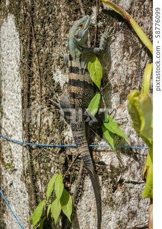Manuel Antonio National Park 58776099