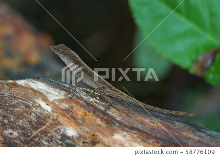Anole lizard companion in Manuel Antonio National Park 58776109