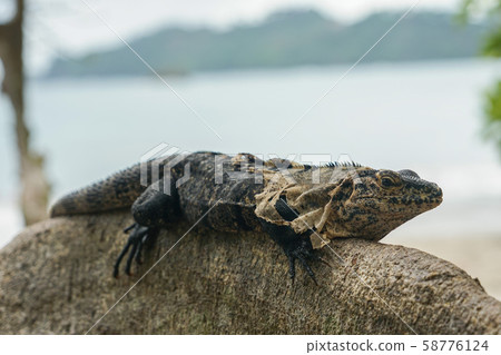 Manuel Antonio National Park Manuel Antonio National Park 58776124