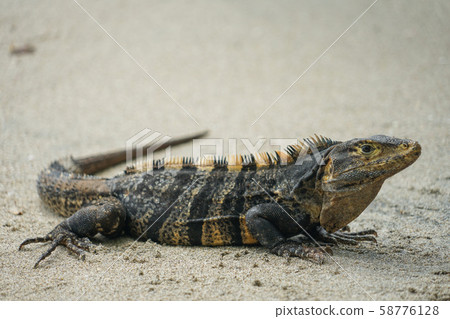 哥斯達黎加安東尼奧國家公園 58776128