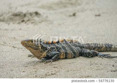 Manuel Antonio National Park Manuel Antonio National Park 58776130
