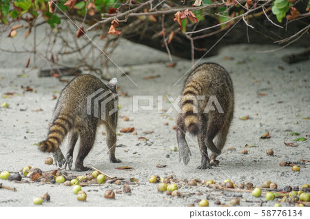 Raccoon in Manuel Antonio National Park 58776134