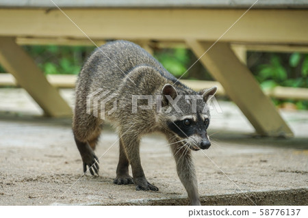 Raccoon in Manuel Antonio National Park 58776137