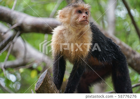 White-tailed capuchin monkey 58776276
