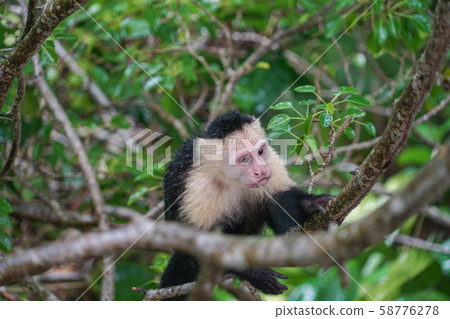 White-tailed capuchin monkey 58776278