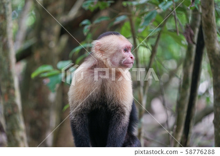 White-tailed capuchin monkey 58776288