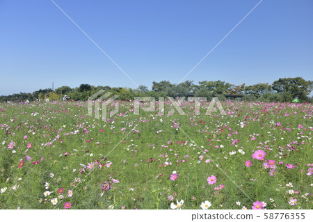 Flower garden of autumnal weather 58776355