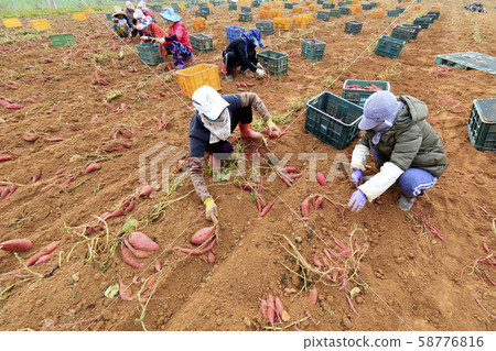 Sweet potato harvest, sweet potato field Sweet potato harvest, sweet potato field 58776816
