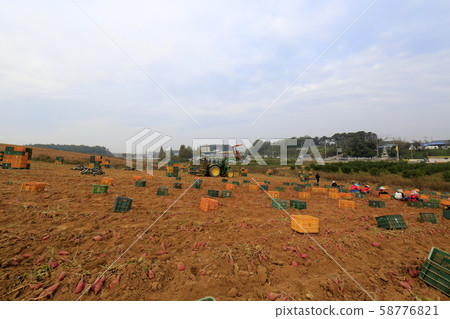 Sweet potato harvest, sweet potato field Sweet potato harvest, sweet potato field 58776821