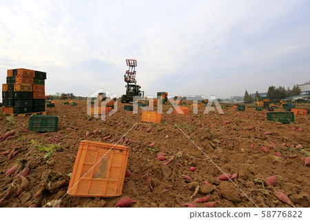 Sweet potato harvest, sweet potato field Sweet potato harvest, sweet potato field 58776822