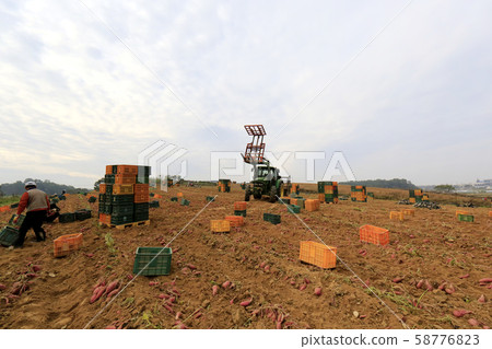 Sweet potato harvest, sweet potato field 58776823