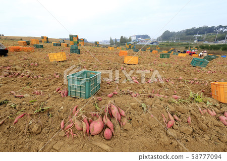 Sweet Potato Field, Sweet Potato Harvest Sweet Potato Field, Sweet Potato Harvest 58777094